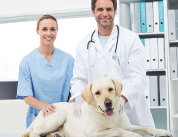 During pregnancy, pets require attention in various aspects to ensure the health of both the mother and the fetus.